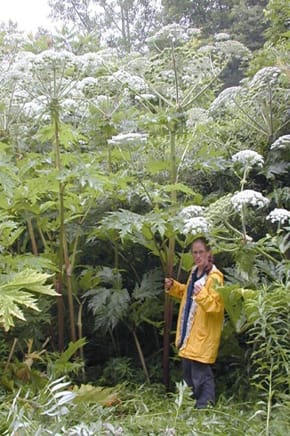 Giant Hogweed can grow up to 5 metres in height 