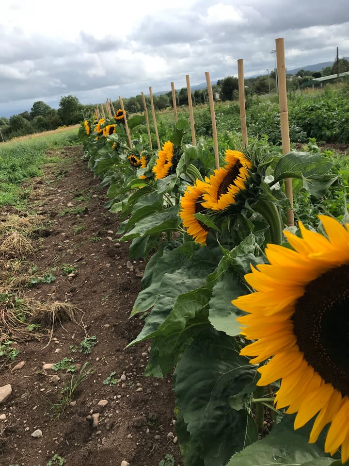 Sunflowers at Doon Social Farm 