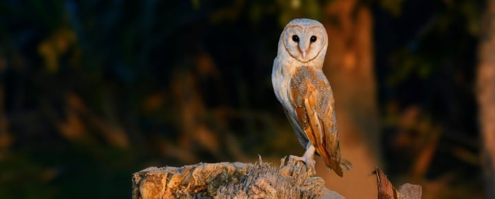 Barn Owls in Ballyhoura