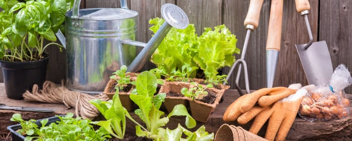 Mitchelstown Men’s Shed Horticulture Classes